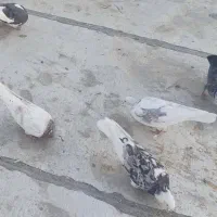 کفتر  گمشده