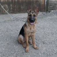 سگ ژرمن وورک