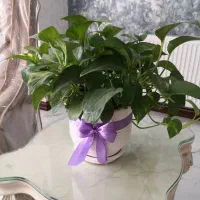 گل طبیعی پتوس