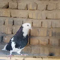 کفتر|پرنده|قم, قلعه کامکار|دیوار