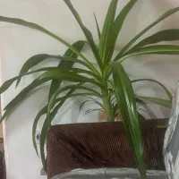 گیاه پاندانوس