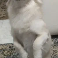 فروش پامر سفید