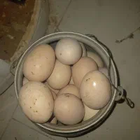 تخم مرغ محلی تفریجان