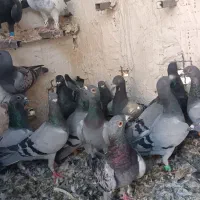 کفتر جوجه پلاکی|پرنده|شیراز, پانصد دستگاه ارتش|دیوار