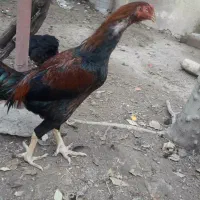 فروش مرغ و خروس لاری و محلی|حیوانات مزرعه|بناب, |دیوار