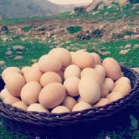 پخش تخم مرغ محلی تک زرده و دوزرده