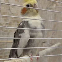 دوتا عروس،هلندی نرو ماده شیطون و باهوش