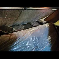 پژو 405|خودرو سواری و وانت|دهدشت, |دیوار