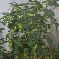 گل و آپارتمانی|گل و گیاه طبیعی|خسروشاه, |دیوار