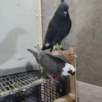 یک جفت کبوتر