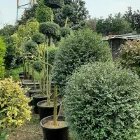 گل و گیاه طبیعی|گل و گیاه طبیعی|کلاچای, |دیوار