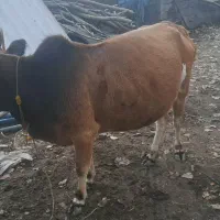 فروش گاو و گوساله نر یکساله