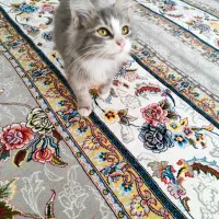 میکس آنگورا و بریتیش لانگ هیر