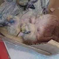 کبوتر رایگان