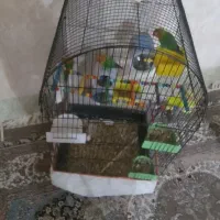 طوطی کوتوله