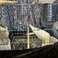 طوطی عروس هلندی جفت|پرنده|آمل, |دیوار