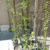 نهال میوه|گل و گیاه طبیعی|تهران, نیروی دریایی|دیوار