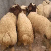 ۷۳راس بره نر سفید صادراتی