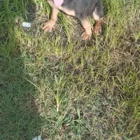 سگ روتفایلر|سگ|آستانه اشرفیه, |دیوار