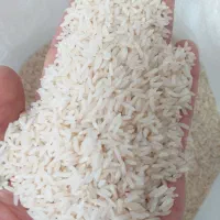برنج فجر سوزنی و دمسیاه با کالابرگ