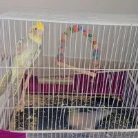 عروس هلندی سخنگو دستی|پرنده|زبرخان, |دیوار