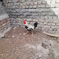 جوجه خونگی و خروس
