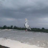 سینه. سینه مشهدی پرشی