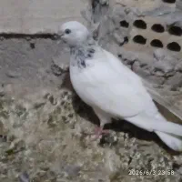 چند عدد کفتر