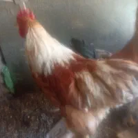 برهما