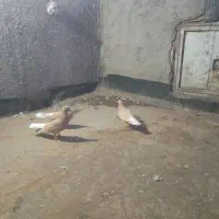 اصلی پرشی