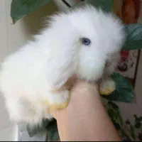 خرگوش مینی لوپ|موش و خرگوش|ورامین, ورامین|دیوار