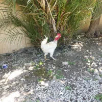 خروس سفید گردن لخت