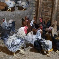 فروش خروس درشت کاکلی قیمت مناسب