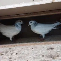 فروش جفت جوجه کله دمسبز پرش بالا