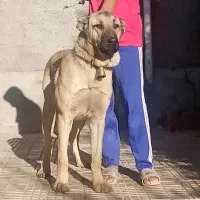 توله سرابی خالس