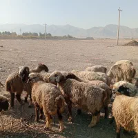 گوسفند داشتی|حیوانات مزرعه|کوار, |دیوار