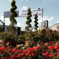 نهال مناسب زمین کشاورزی در خرم آباد عرضه می‌شود