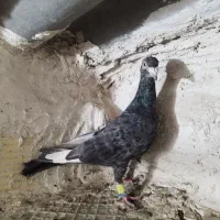 کفتر هفرنگ نر