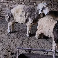 میش|حیوانات مزرعه|یزد, |دیوار