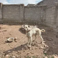 فروش سگ نگهبان