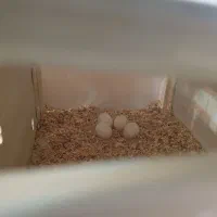 عروس هلندی|پرنده|مراغه, |دیوار