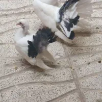 کبوتر دم چتری تزئینی