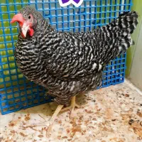 مرغ خروس آمروک اصل )رنگ کوکو (گل با قالی )|حیوانات مزرعه|قم, شهرک امام حسن|دیوار