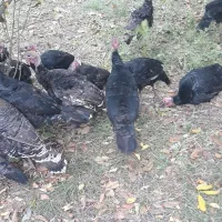 ۴۵عدد بوقلمون  طبیعی ومحلی