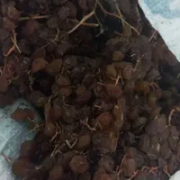 کشمش گله آفتابی درگز و کاشمر