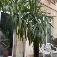 گل یوکا تنه کلفت و قوی|گل و گیاه طبیعی|تهران, فردوسی|دیوار