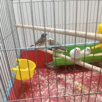 فنج قوی سالم