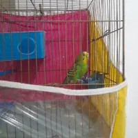 مرغ عشق آماده جفت گیری بالغ