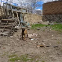 توله مالیونز هشتاد روزه