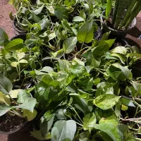 گل سانسوریا پتوس|گل و گیاه طبیعی|محمدیه-قزوین, |دیوار